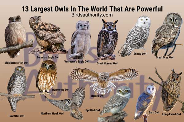 Largest Owls In The World That Are Powerful