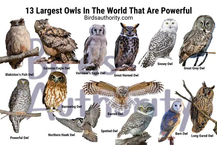 Largest Owls In The World That Are Powerful