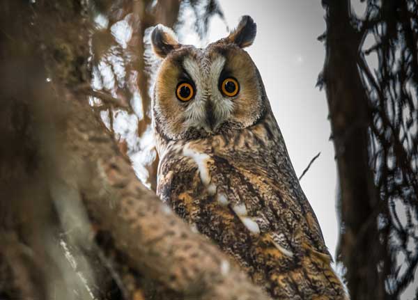 Long-Eared Owl