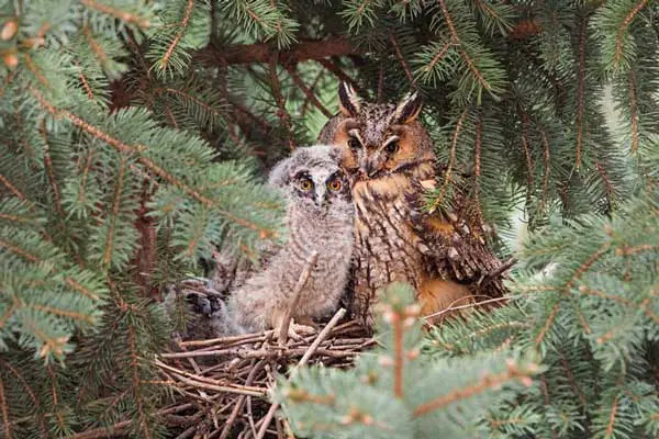 Long-eared Owls