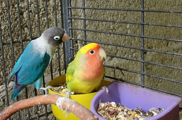 Lovebird Diet