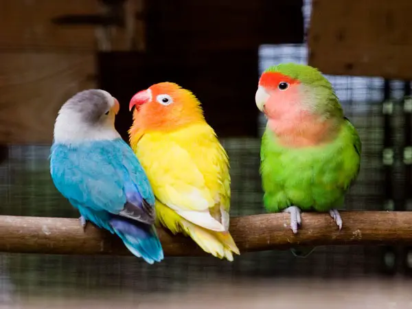 Lovebird Physical attributes