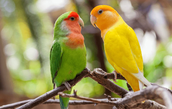 Lovebird Speech and vocalization