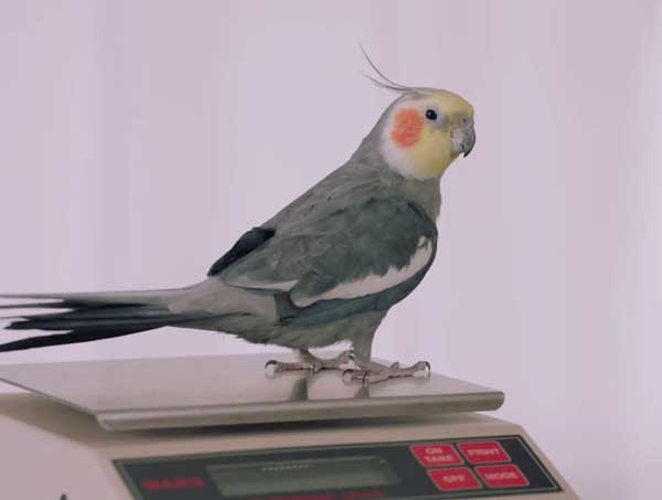 Measure A Cockatiel Gram Scale