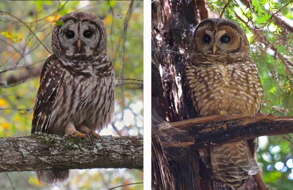 Nesting and Breeding Behavior of Spotted Owl Vs Barred Owl