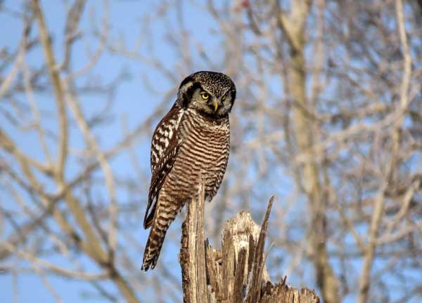 Northern Hawk Owls