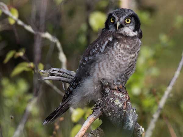 Northern Hawk Owls