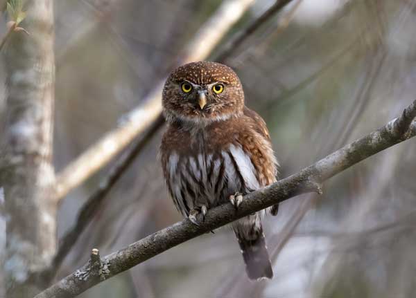 Northern Pygmy Owl