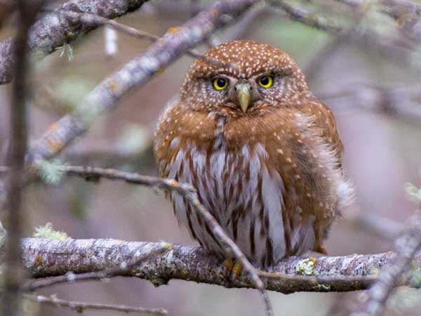 Northern Pygmy Owls