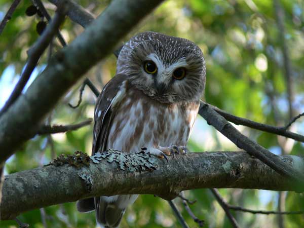 Northern Saw Whet Owl