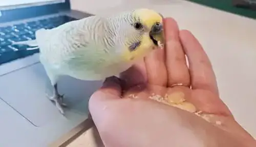 Nuts For Budgies