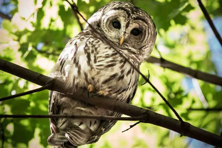 Owl Eye Anatomy