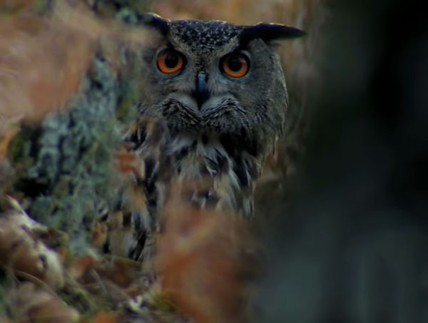 Owl Vision at Night