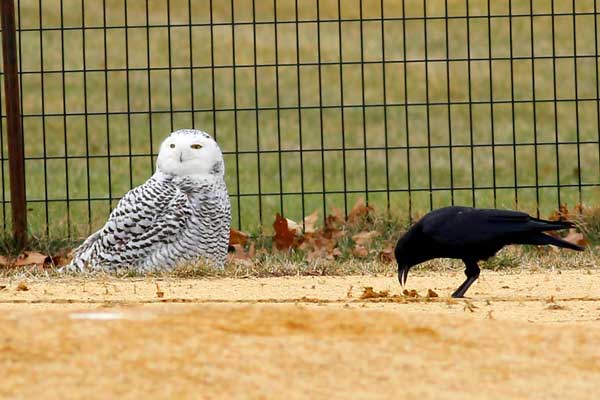 Owl Vs Crow