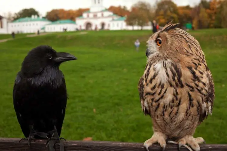 Owl Vs Crow