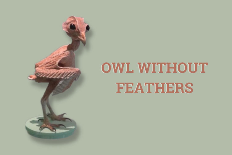 Owl Without Feathers