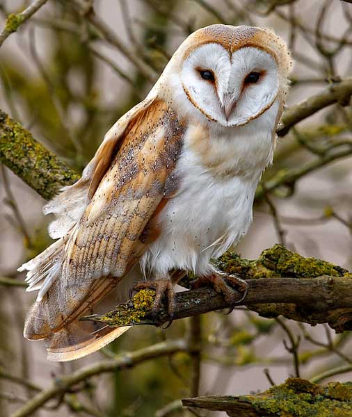 Owls Blinking