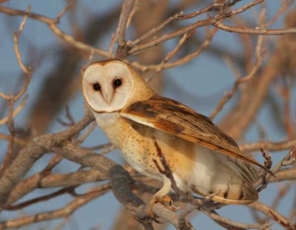 Owls Blinking