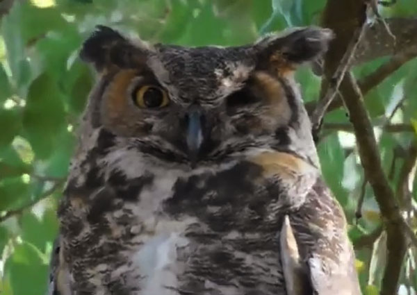 Owls Blinking