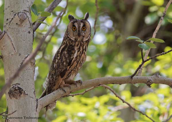 Owls Blinking