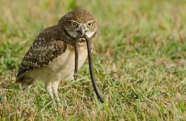 Owls Eating Snake