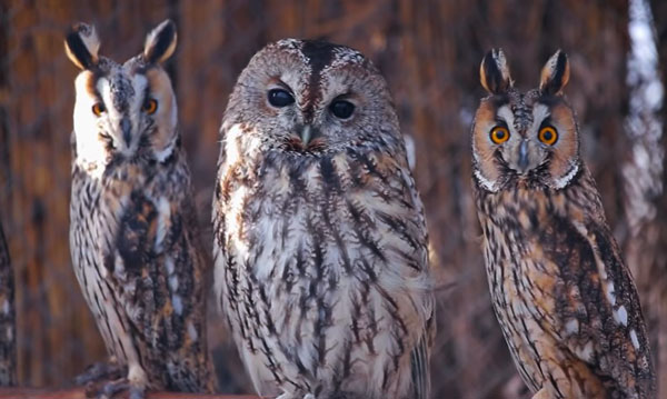Owls Eyesight