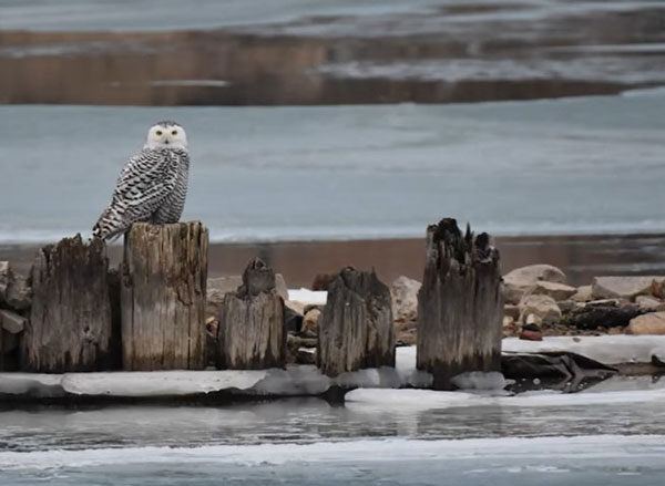Owls Migrate During The Winter