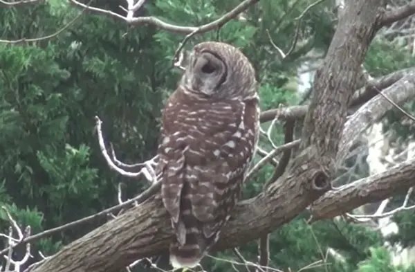 Owls can Rotate Head 360 Degrees