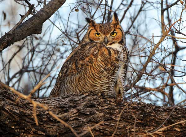Owls have excellent eyesight, more alert, and sharp