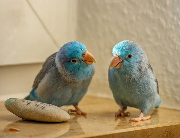 Parrotlet Care