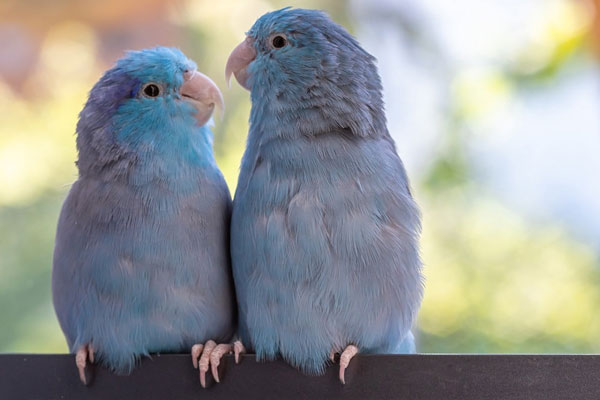 Parrotlet Life expectancy