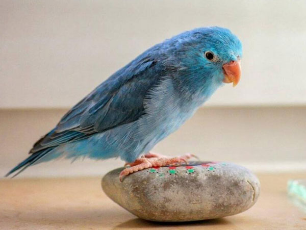 Parrotlet Physical characteristics