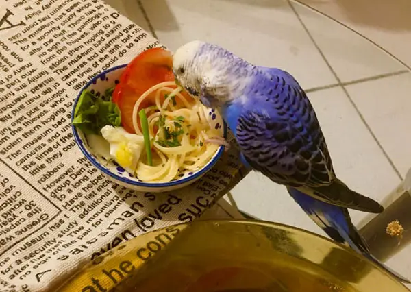 Pasta For Budgie