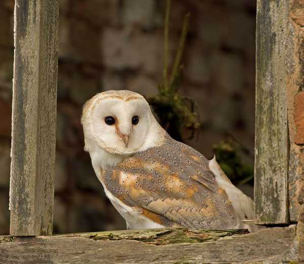 Pet Owls