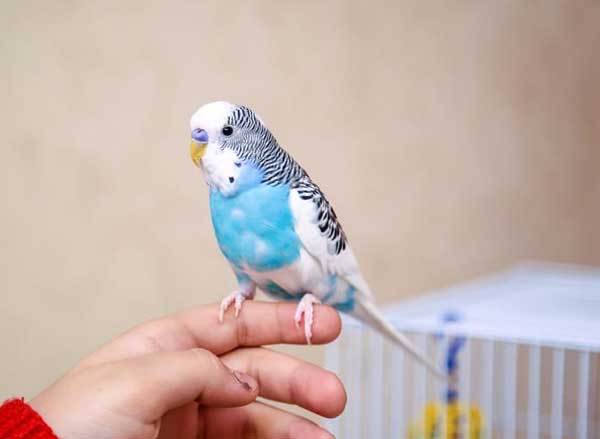 Place Your Hand Budgie