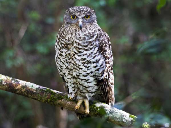 Powerful Owl