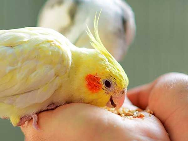 Proper Diet for Cockatiel to Grow Perfectly