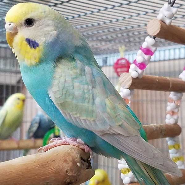 Rainbow Budgie