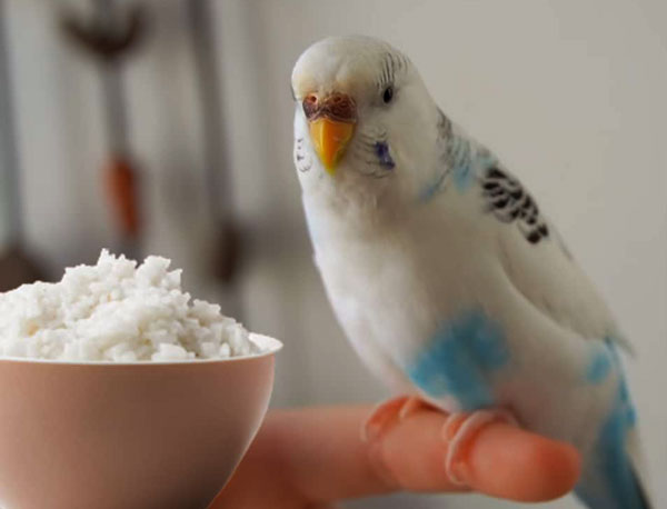 Rice For Budgies