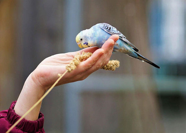 Should I get my budgie a friend