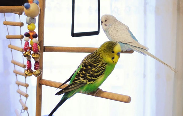 Signs of a lonely budgie