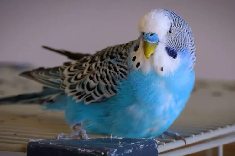 Signs Of A Lonely Budgie