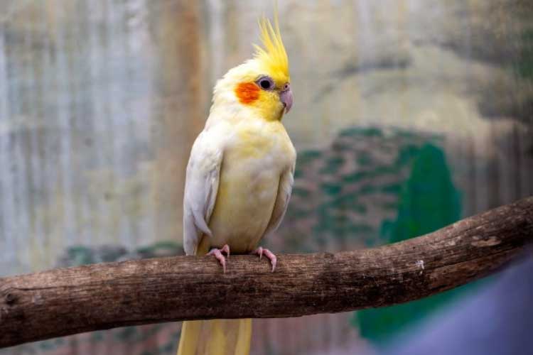 Size of a Cockatiel