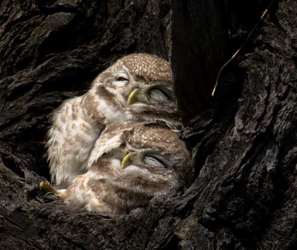 Sleeping Habits Of Owlets Differ From Adult Owls