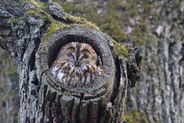 Sleeping Patterns of Owls