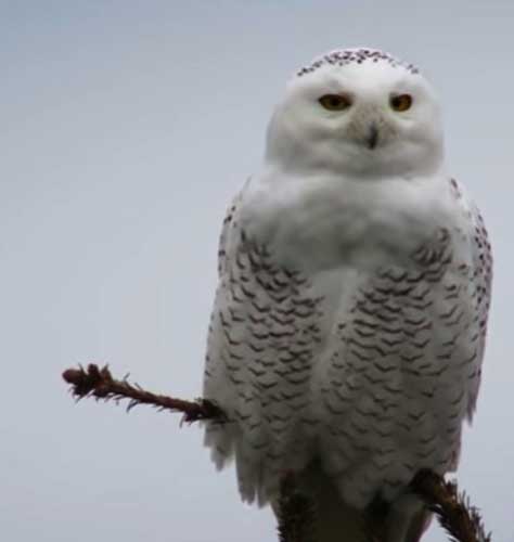 Snowy Owl