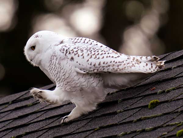 Snowy Owl