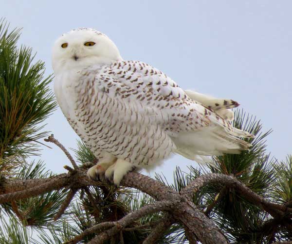 Snowy Owls 