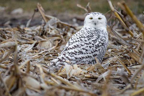 Snowy Owls