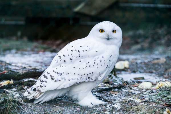 Snowy Owls